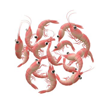 Cartoon Shrimp Grouping on White Background - Playful Seafood Illustration png