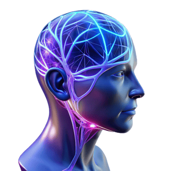 serene classic A Transparent Human Head with Visible Neur professional png