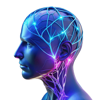vibrant creative A Transparent Human Head with Visible Neur premium png