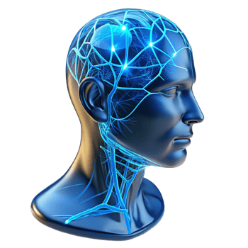 impressive classic A Transparent Human Head with Visible Neu high quality png