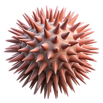 magnificent classic Sea Urchin Cutout Spiky Texture Isolated high resolution png