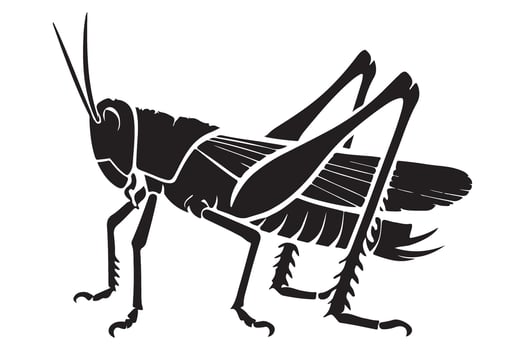 Detailed Grasshopper Insect Illustration Anatomy Design Silhouette vector