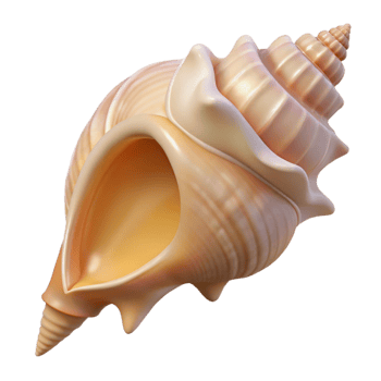serene contemporary Single Conch Shell Cutout Transparent Background png