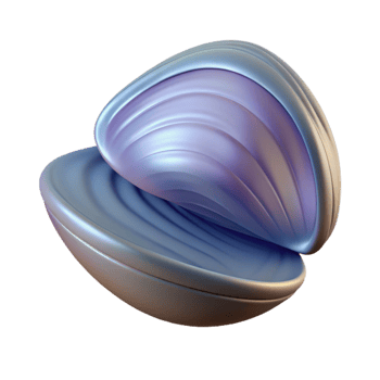 beautiful contemporary Single Mussel Shell Cutout Transparent Background authentic png