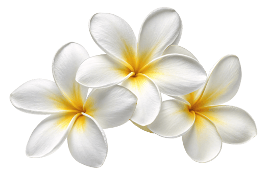 Delicate white plumeria flowers with golden-yellow centers, symbolizing purity and serenity in a minimalist arrangement png