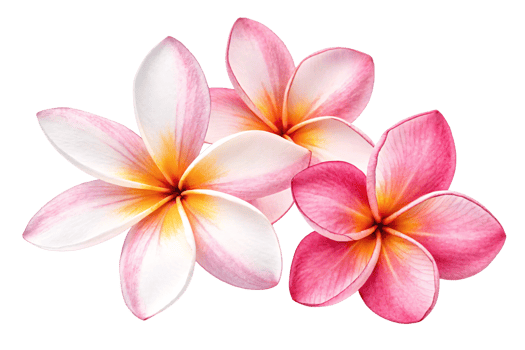Vibrant pink, white, and yellow plumeria flowers arranged beautifully, radiating freshness and tropical vibes png
