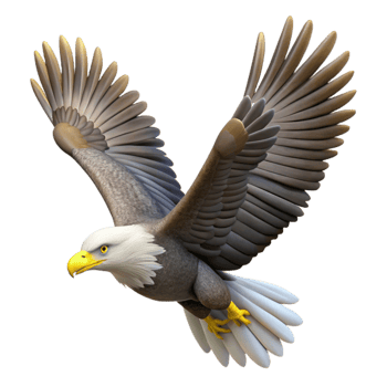 magnificent contemporary Top View Soaring Eagle Transparent Background authentic png
