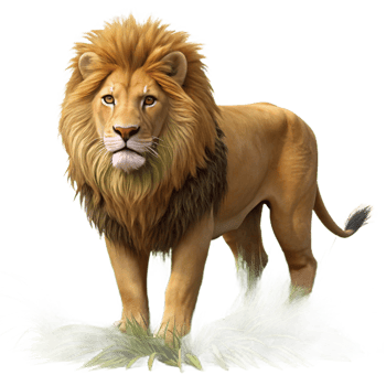 impressive artistic Wildlife Photography with Lion in Grass Cutout high resolution png