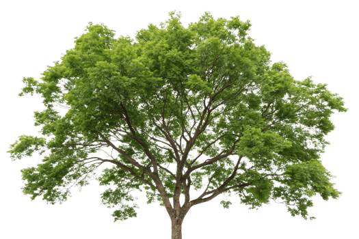 A tree with a dense, umbrella-shaped crown of vivid green foliage, supported by a sturdy trunk and well-defined branches png