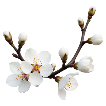 Elegant Floral Branch with White Petals Royalty Free Stock Image png