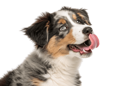 Happy Australian shepherd dog with blue eyes and tongue out png