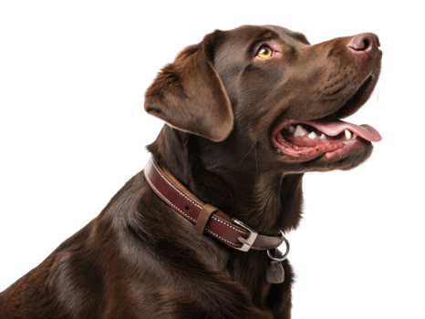 friendly brown dog with collar, looking to side, showcasing its playful nature png