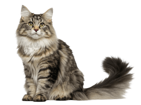 Fluffy gray tabby cat with green eyes sitting gracefully png