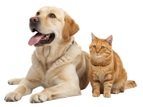 Labrador retriever and orange tabby cat sitting together, showcasing friendship and companionship . png