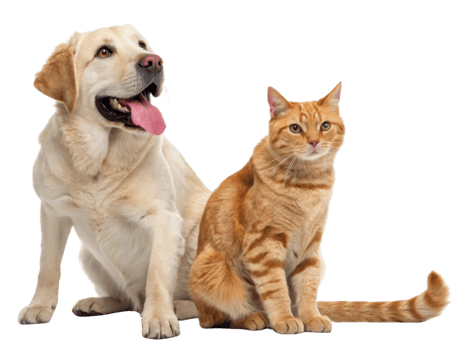 Labrador retriever and orange tabby cat sitting together, showcasing friendship and companionship. png