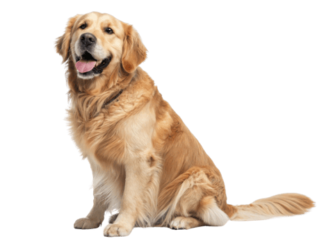 Golden retriever sitting happily with joyful expression png