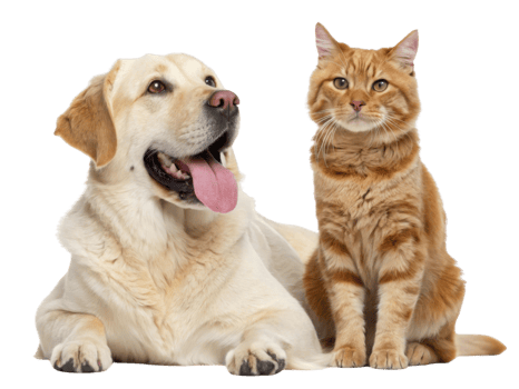 Friendly dog and cat together, showcasing companionship and joy png