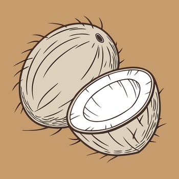 Coconut Illustration Fresh and Tropical Design vector