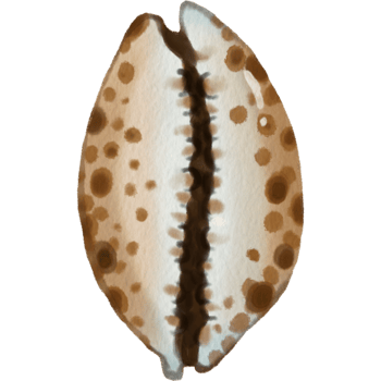 seashells Summer Beach brown polka dot png