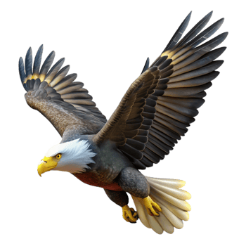 elegant traditional Bald Eagle Soaring High Transparent Background premium png