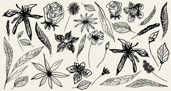 Flowers And Leaves Set. Hand Drawn Brush Floral Silhouette. Template Sketch Strokes Natural Forms. Black Grunge Paint Flowers, Leaves, Blossom, Branches. Botanical Collection. Wedding Flowers. vector