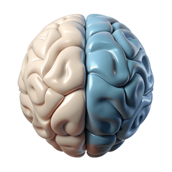 elegant contemporary Brain Hemisphere Diagram Left Right Labeled Transparent Background premium png