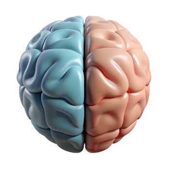 dramatic contemporary Brain Hemisphere Diagram Left Right Labeled Transparent Background professional png