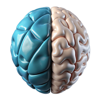 impressive rustic Brain Hemisphere Diagram Left Right Labeled Transparent Background genuine png