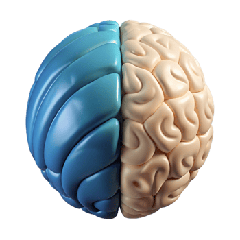 stunning abstract Brain Hemisphere Diagram Left Right Labeled Transparent Background high resolution png