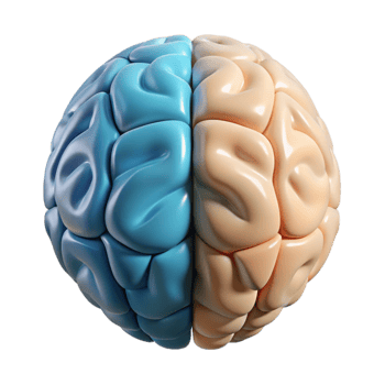 elegant modern Brain Hemisphere Diagram Left Right Labeled Transparent Background exclusive png