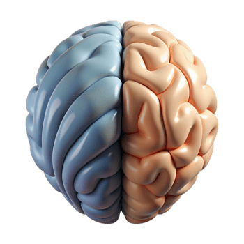 stunning classic Brain Hemisphere Diagram Left Right Labeled Transparent Background authentic png
