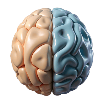 serene vintage Brain Hemisphere Diagram Left Right Labeled Transparent Background genuine png