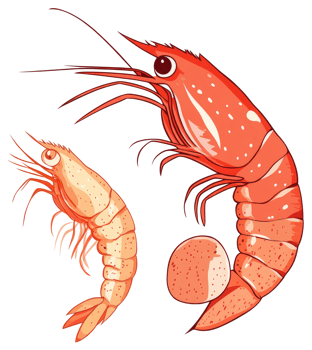 Two cartoon shrimps are shown in orange and yellow colors png