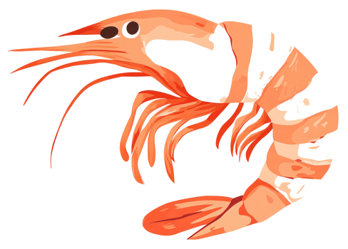 An illustration depicts an orange and white shrimp with detail png