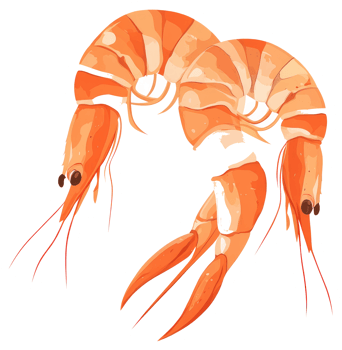 Two cooked shrimp with curving bodies shown in close up png