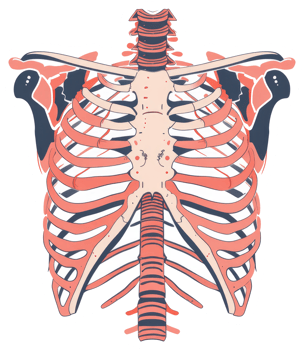 Colorful illustration of a human skeletal chest and shoulder area png