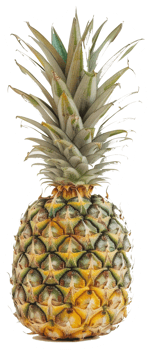 A single ripe pineapple fruit with green spiky leaves on top png