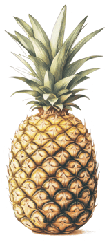 A Detailed Illustration Showing a Fresh Pineapple Isolated Against White png