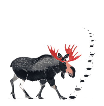 A large moose animal is walking with its footprints behind it png