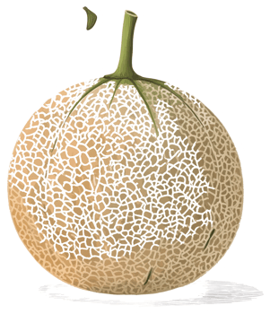 A realistic drawing shows a ripe melon with a green stem attached png