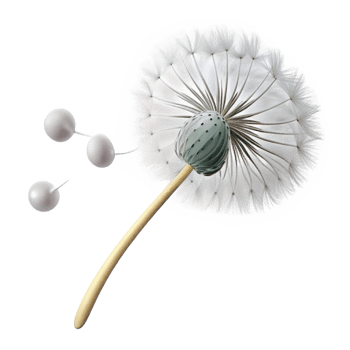 stunning rustic A Single Dandelion Seedhead Blowing in T professional png