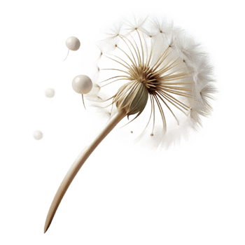 beautiful artistic A Single Dandelion Seedhead Blowing in Th original png