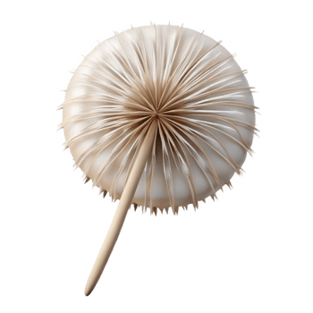serene rustic A Single Delicate Dandelion Seed Head Ge original png