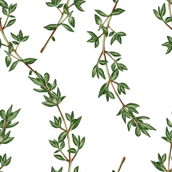 Watercolor seamless pattern with thyme branches. Perfect for packaging, textiles, backgrounds, menus, and gastronomic design. Natural botanical style. png