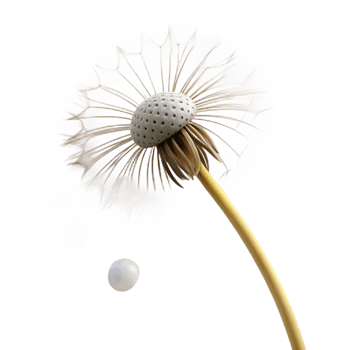 serene modern A Single Dandelion Seed Head Blowing in Th original png