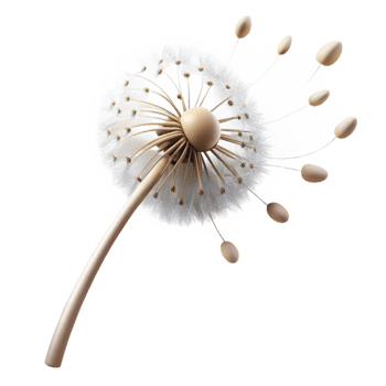 extraordinary creative A Single Dandelion Seed Head with Seeds professional png