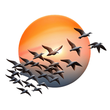 serene minimalist A Flock of Birds Migrating in a V Formati high resolution png