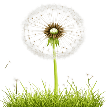 Botanical Dandelion Puff With Flying Seeds On Transparent Background png