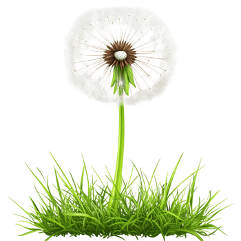 Delicate Dandelion Blowing In Wind On Transparent Background png