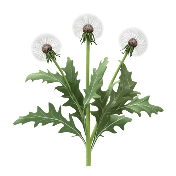 3D Dandelion Plant With Leaves And Seeds On Transparent Background png